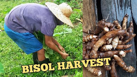 bisol root crop|Root Crops Grown in the Philippines .